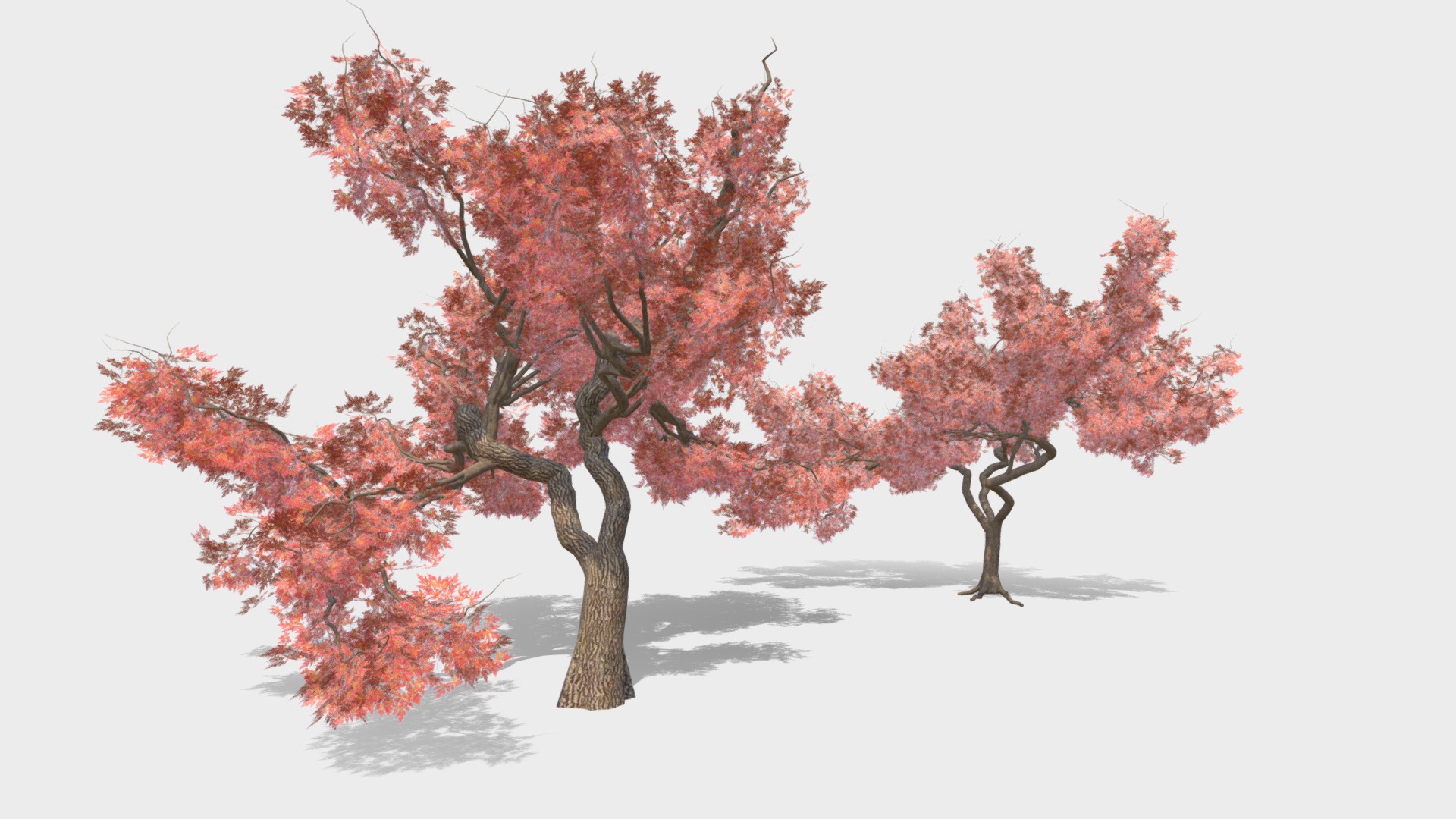 3D model Japanese Maple tree 2 versions - This is a 3D model of the Japanese Maple tree 2 versions. The 3D model is about a group of trees with red leaves.