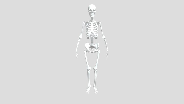 【游美网】43846-28622-骷髅骨架 3D Model