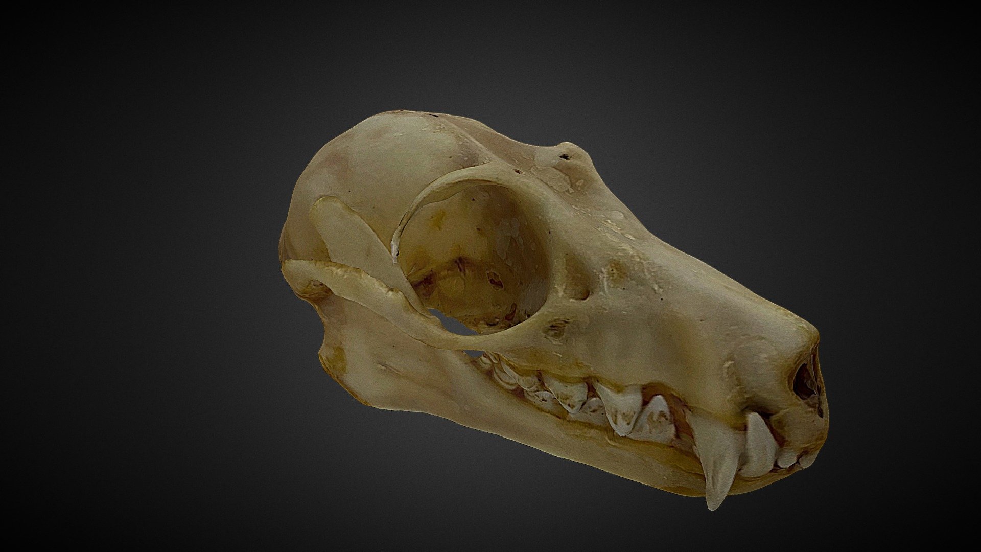 Mammalian Skull - 3D Model By Itsmerolfzurc [b8e00f6] - Sketchfab