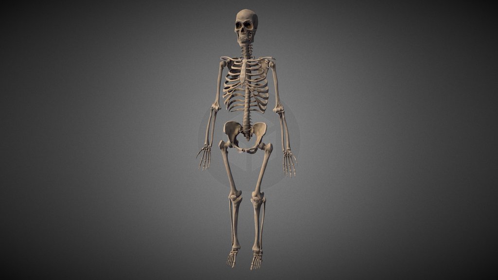 Skeleton