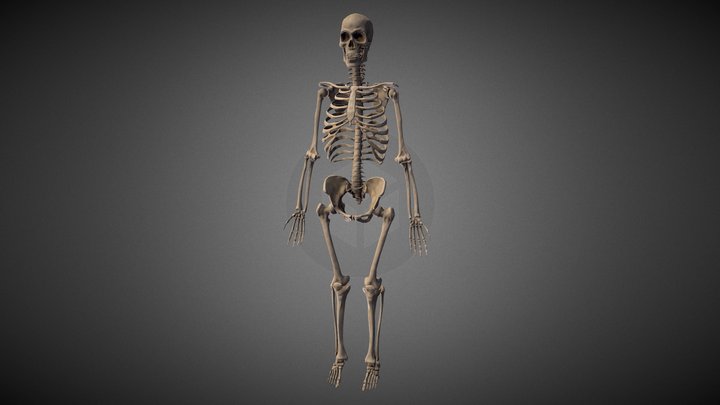 Skeleton – Free 3D Model STL