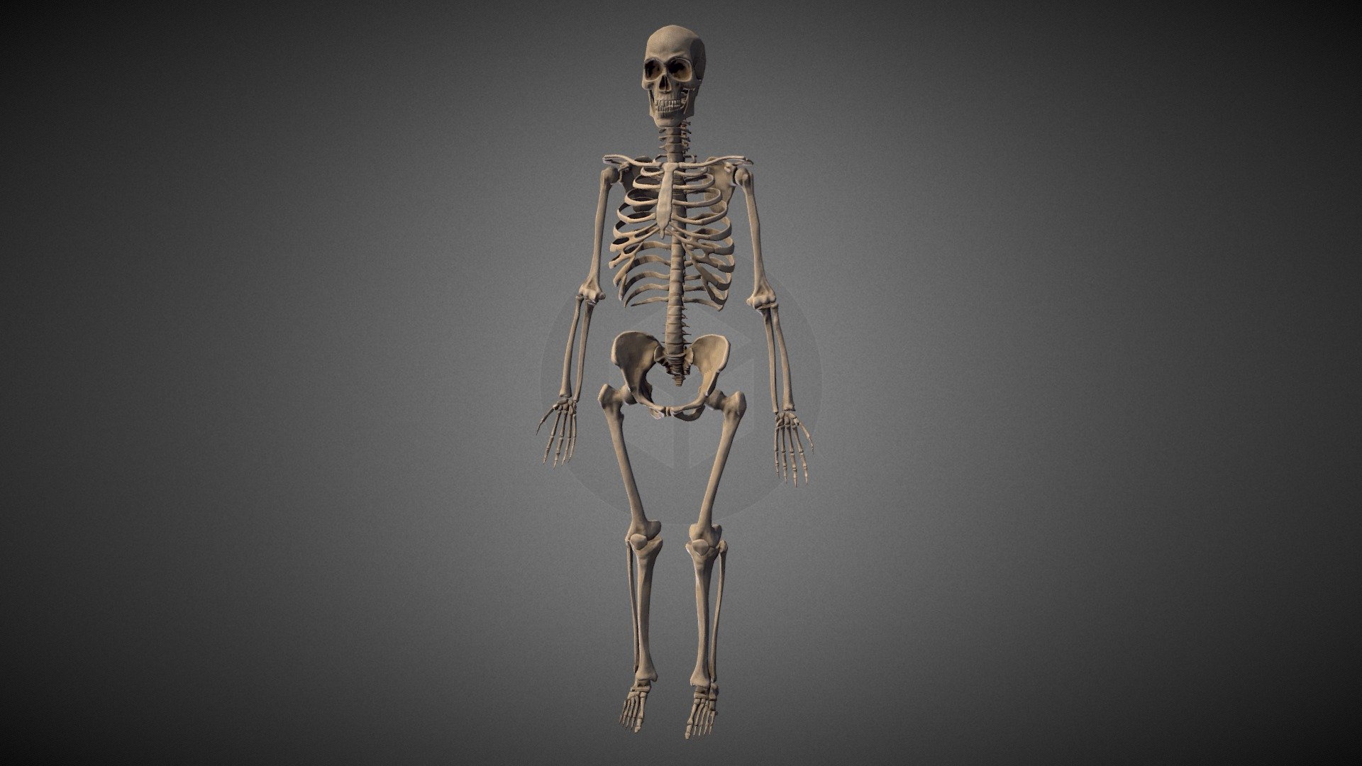 Ткань скелета человека