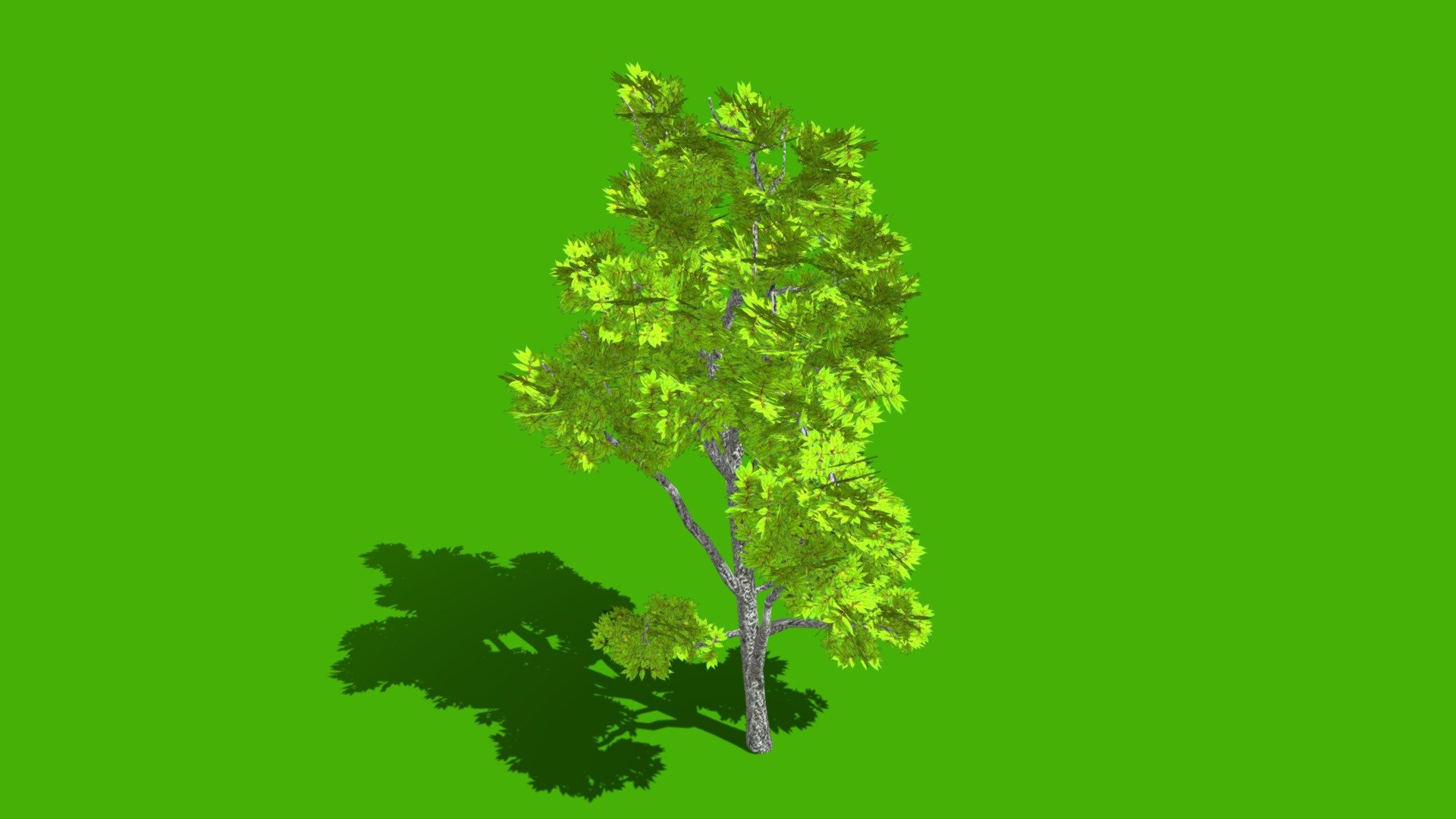 Elm Tree
