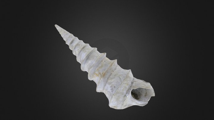 Gastropod: Turritella mortoni postmortoni (PRI) – Free 3D Model STL