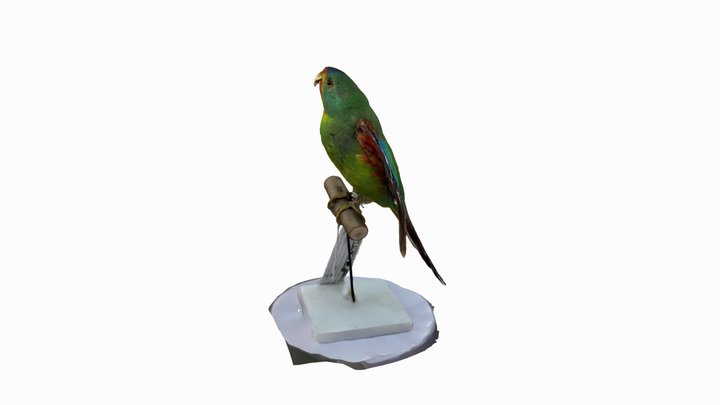 Parrot 3D Model