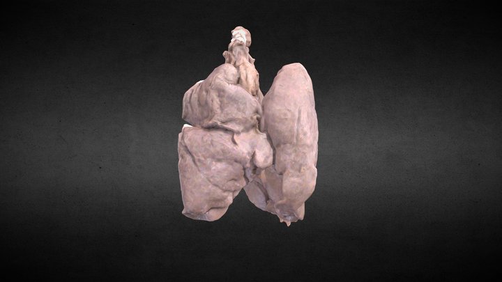 Pulmones en desuflación/Deflated Lungs 3D Model