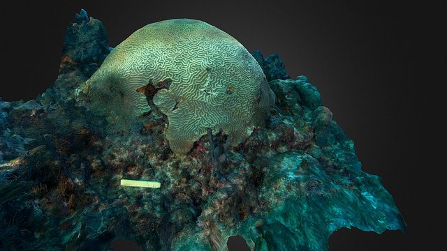 Brain Coral, Elbow Reef, Key Largo, Florida 3D Model