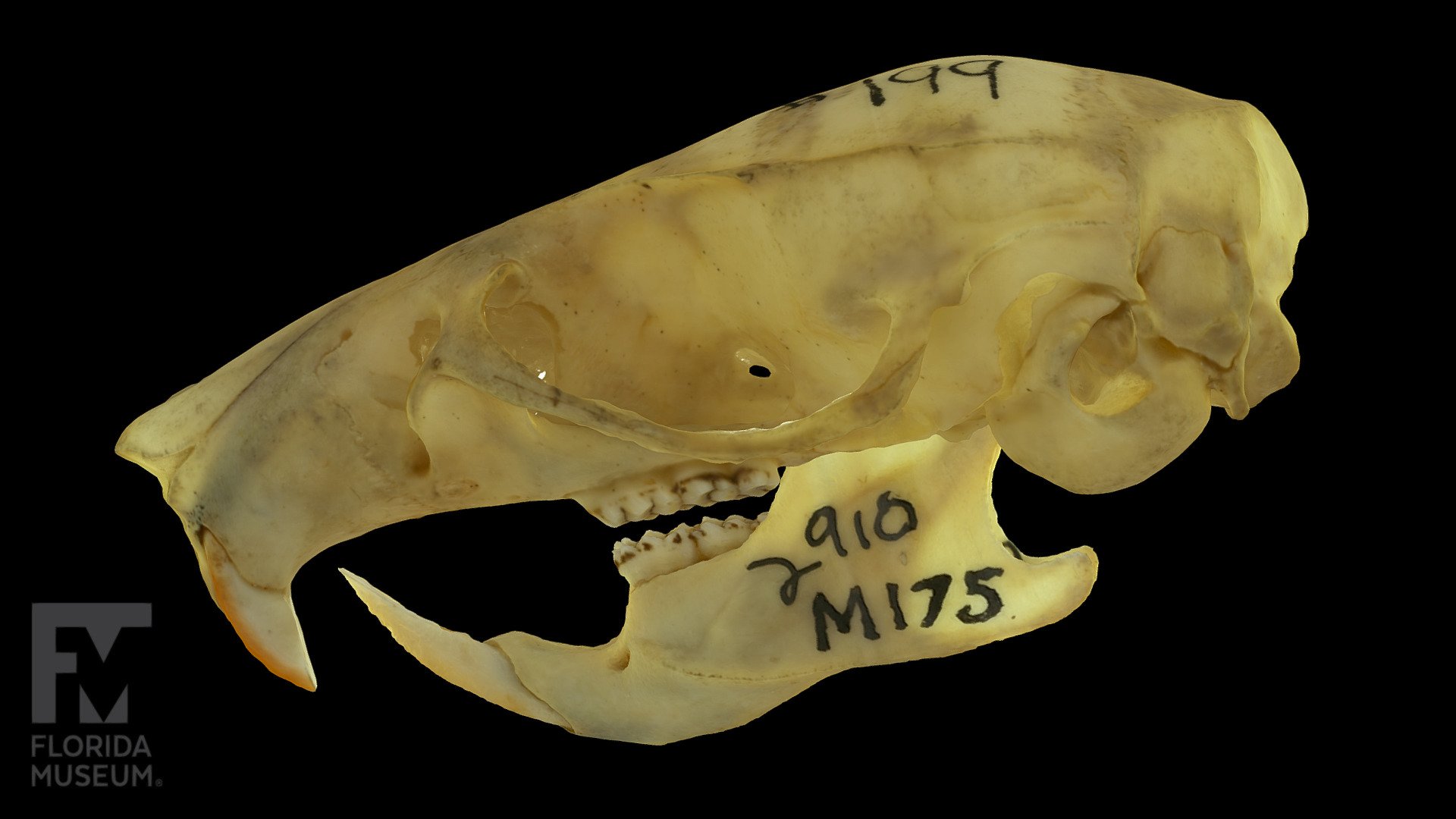 Black Rat Skull and Mandible (UF 2910) - 3D model by FloridaMuseum ...