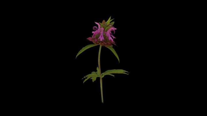 Unk 3D Model