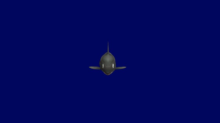 False Killer Whale