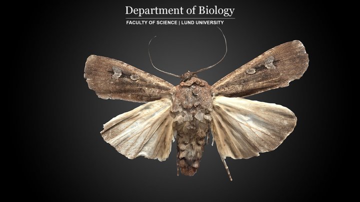 Bogong Moth (Agrotis infusa) · 3D model preview
