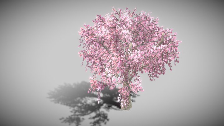 Sakura tree 3D Model
