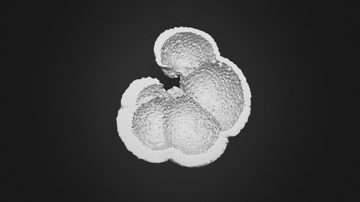 N. dutertrei 4.2km core 3D Model