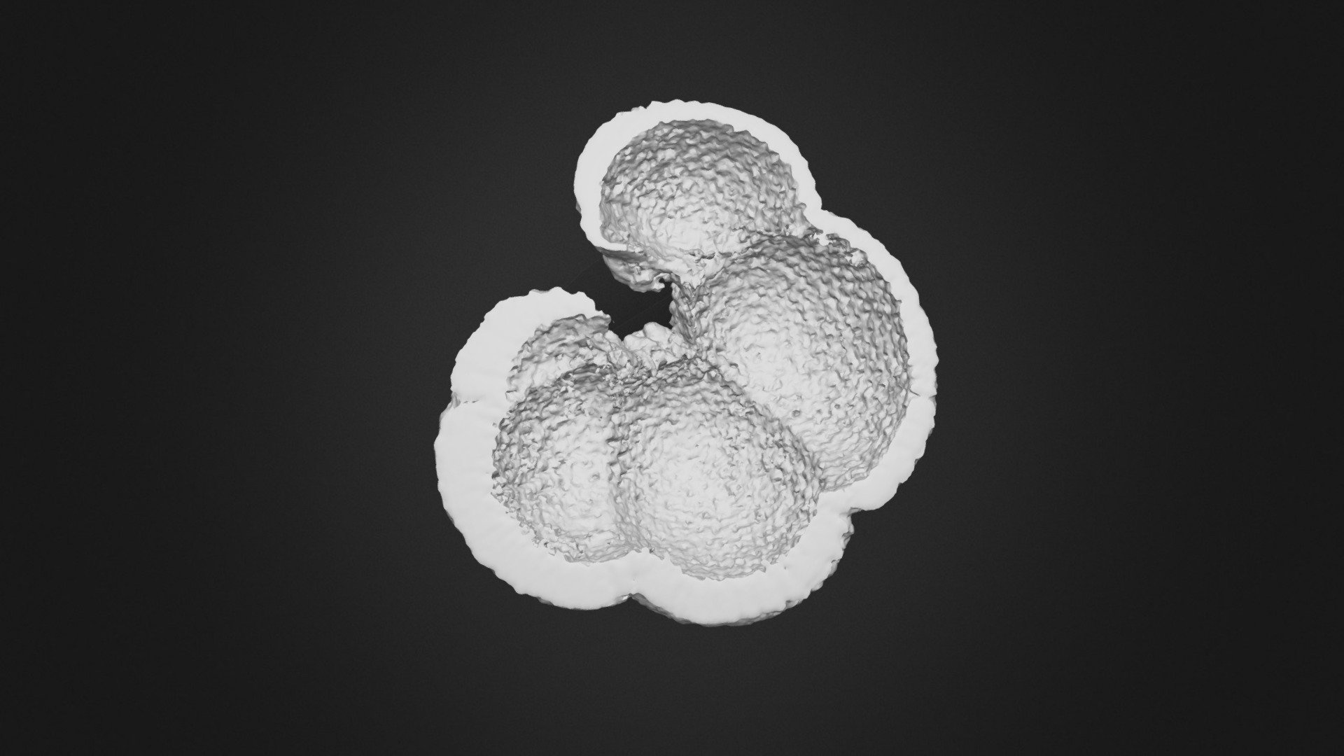 N. dutertrei 4.2km core