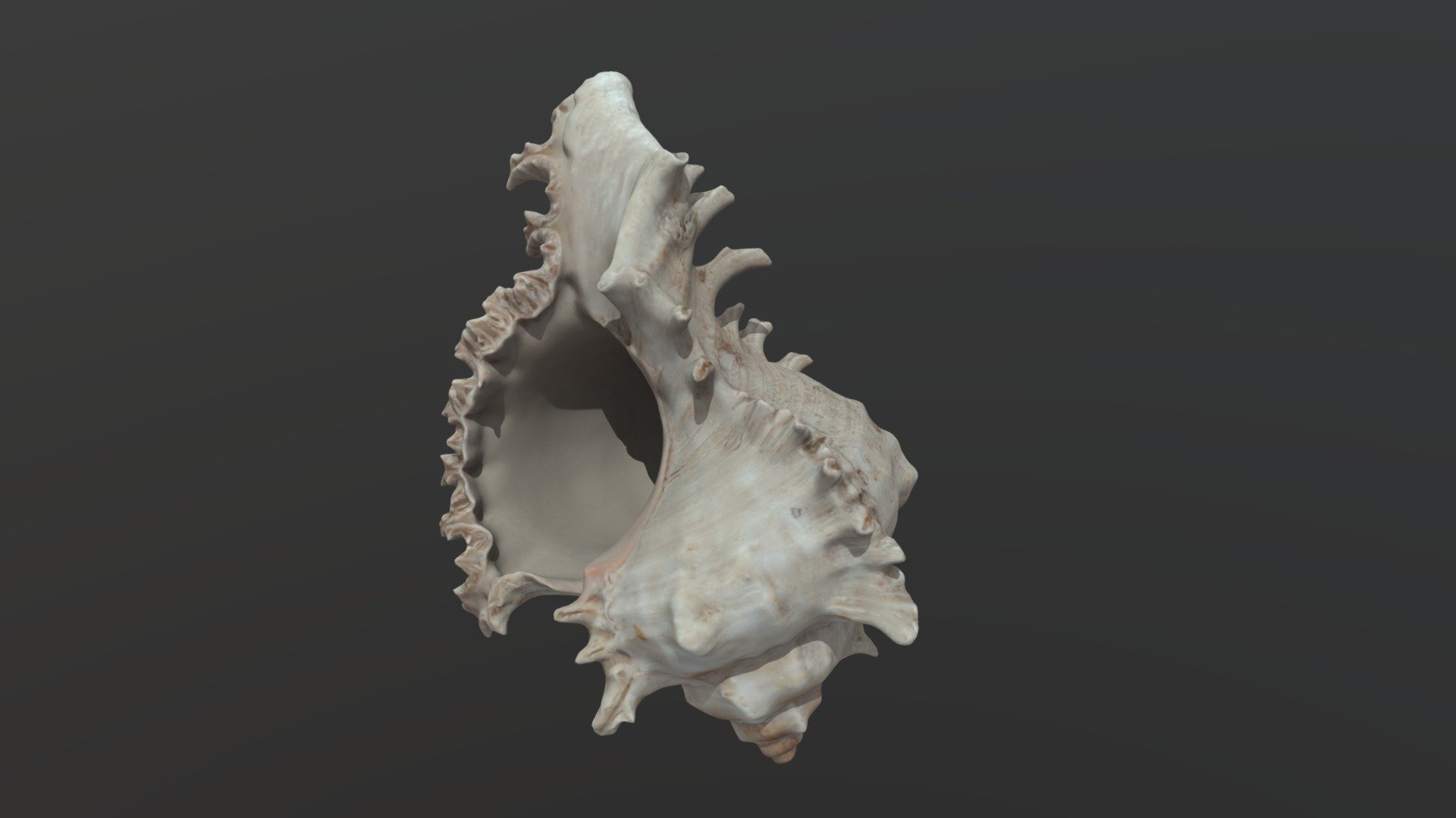 Seashell — FREE Download Free 3D model by Yaroslav Karas