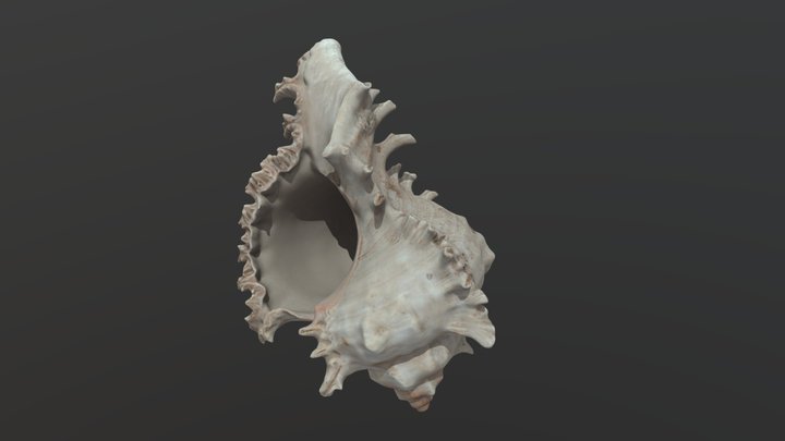 Seashell — FREE 3D Model