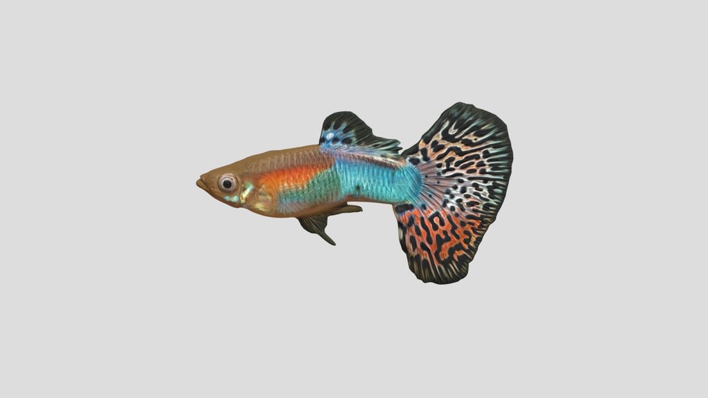 Fan Tail Guppy Male
