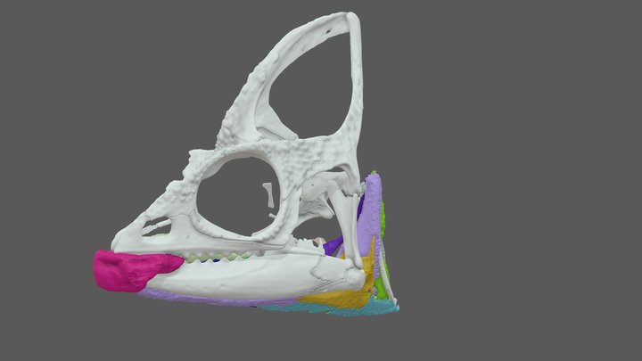 Tongue muscles of adult female veiled chameleon 3D Model