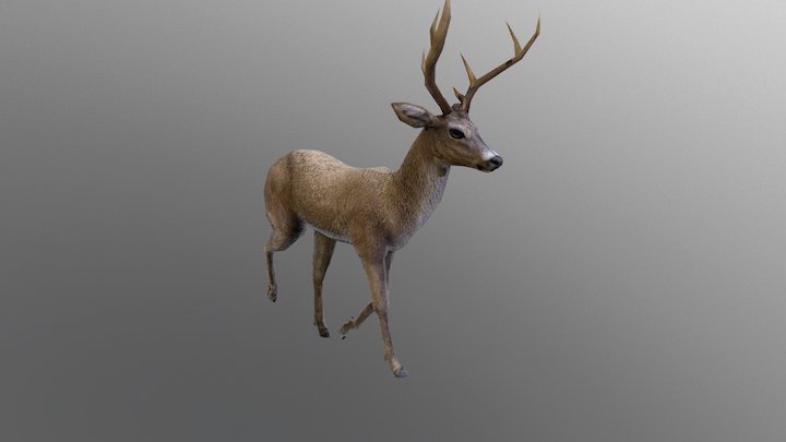Deer Animations 3D Model