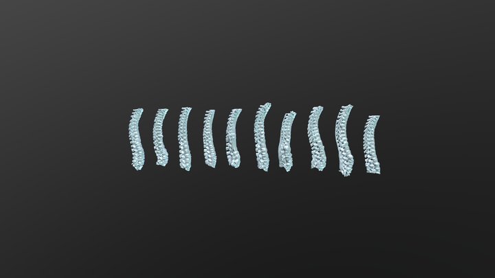 Male Spines 3D Model