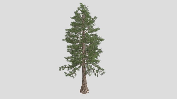 Western Red Cedar Tree 3D Model