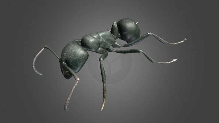 Streblognathus peetersi – Free 3D Model STL