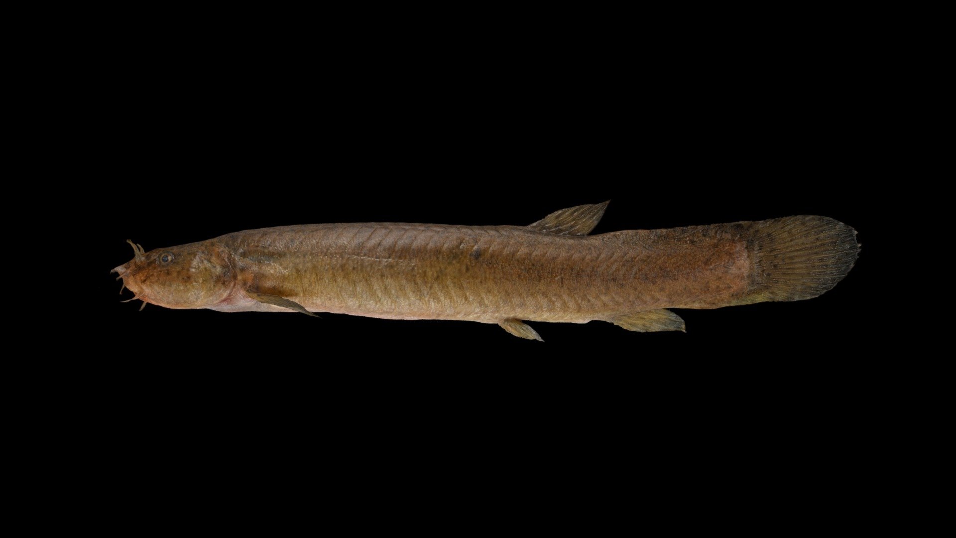 ホトケドジョウ ♂  Buddha Loach, Lefua echigonia