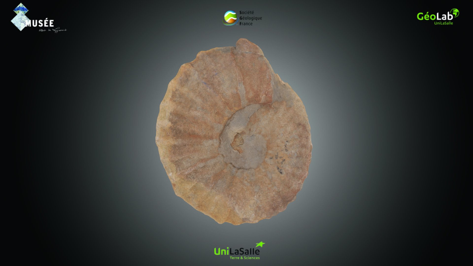 Ammonite indéterminée