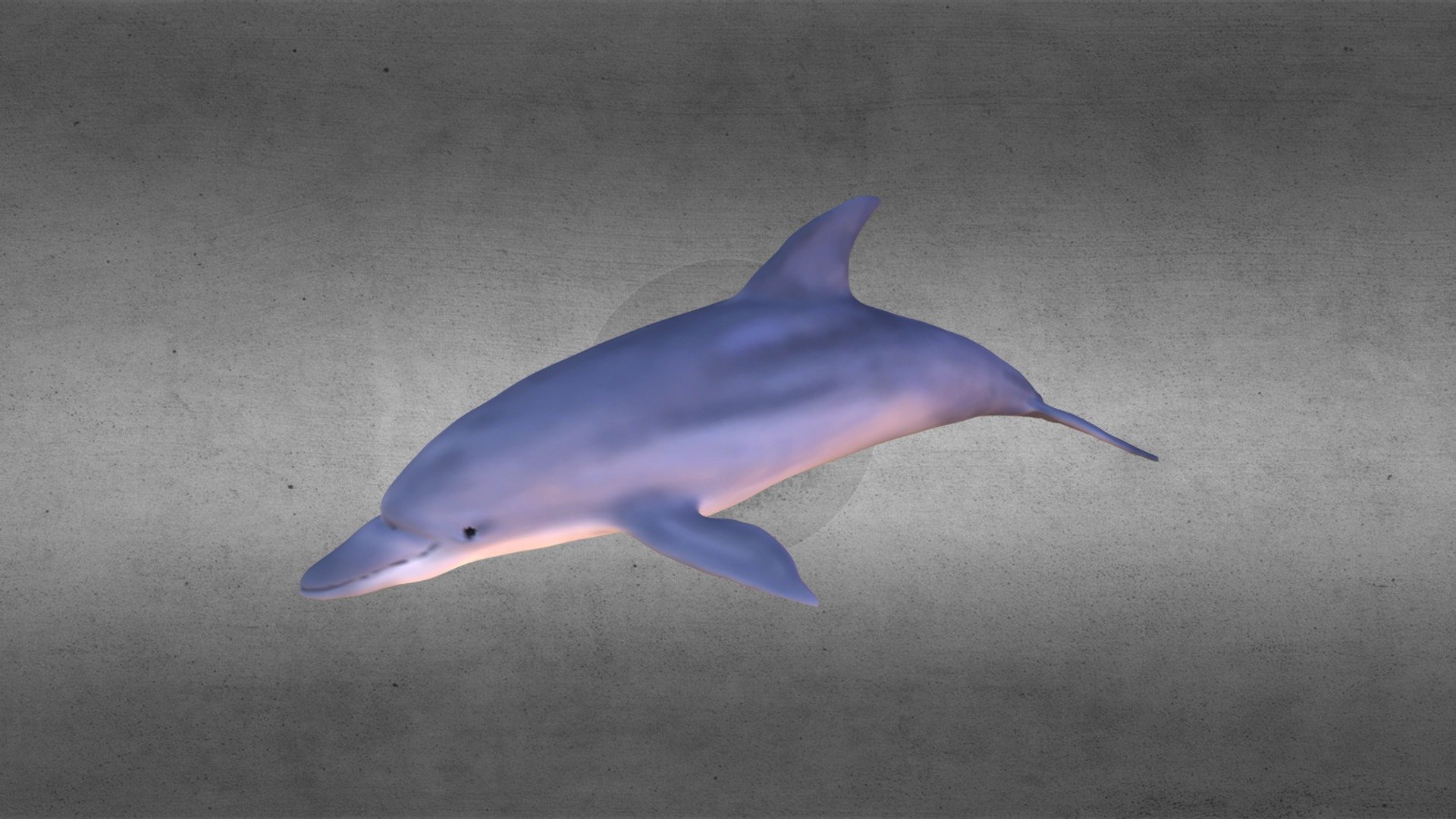 Dolphin - 3D model by m3dsign [b9376e0] - Sketchfab