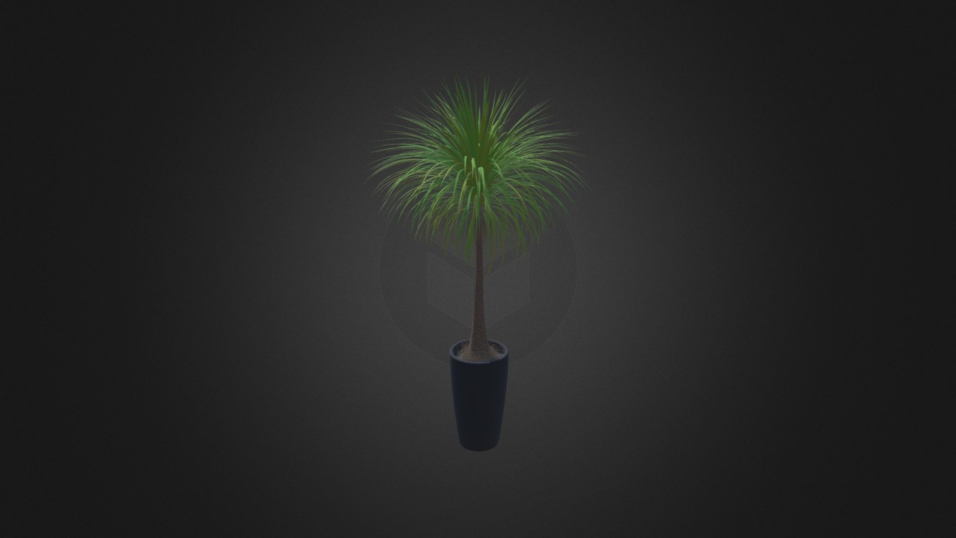 Palm Tree in Round Pot 3