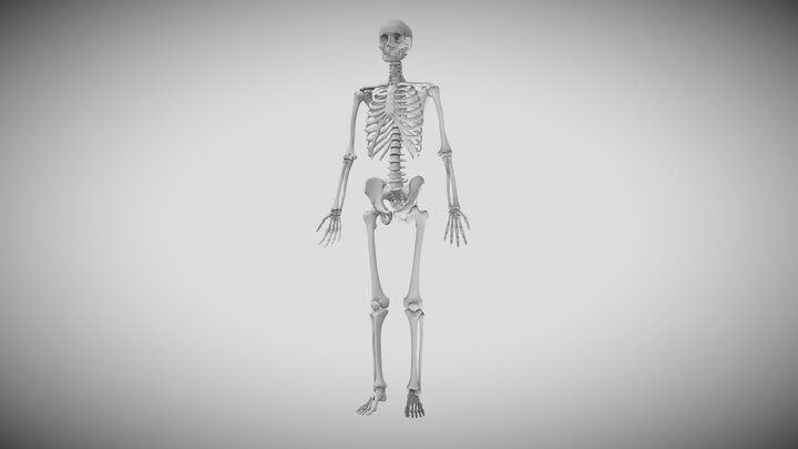 Skeleton Trial 01 3D Model