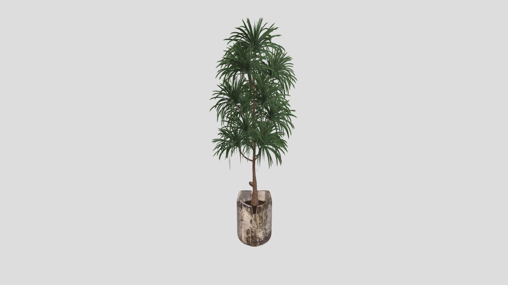 Plant