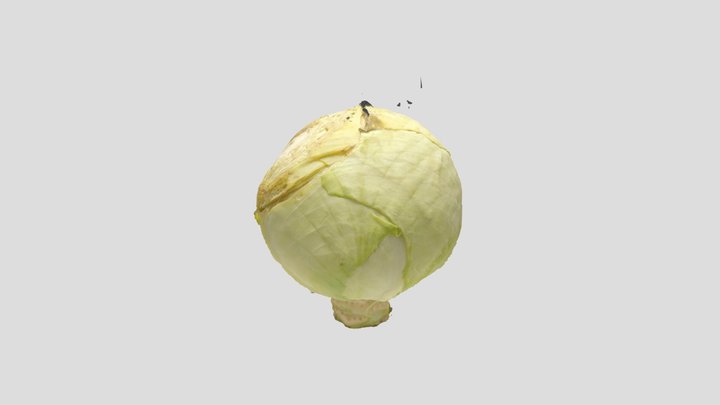 Round Cabbage 3D Model