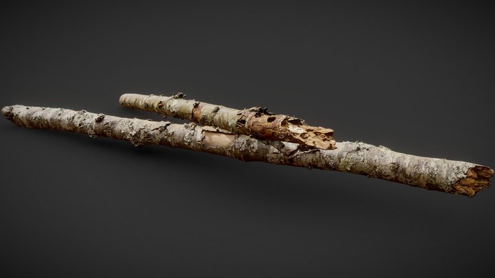 American Sycamore Broken Trunks 01 3D Model