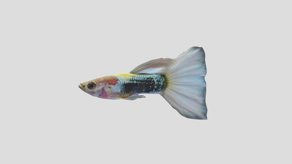 Tuxedo Guppy Male