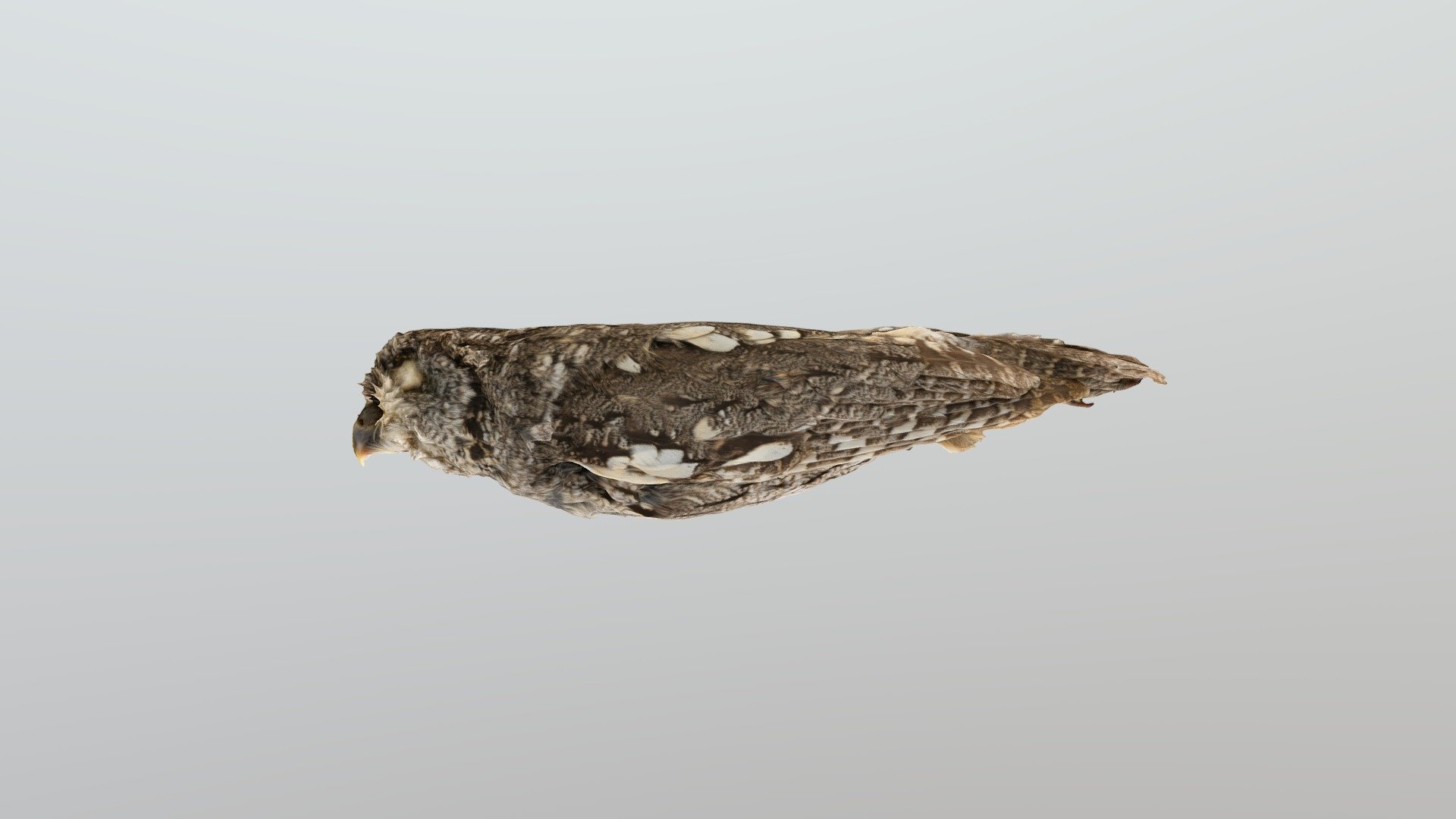 otus sortilegus moore	17038