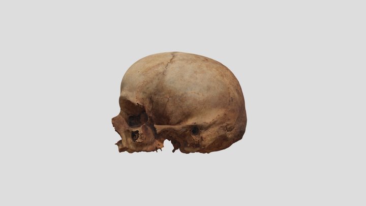 Skull LQ 3D Model