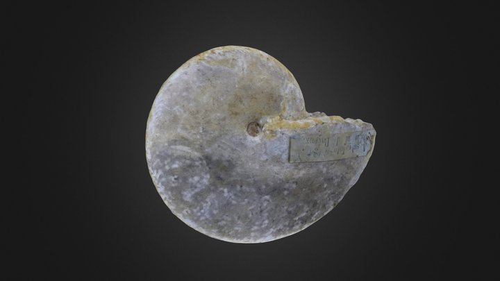 Cephalopoda: Oppelia subradiata (PRI 76760) – Gratis 3D-model STL