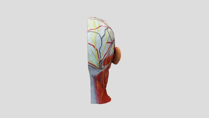 Test 3D Model