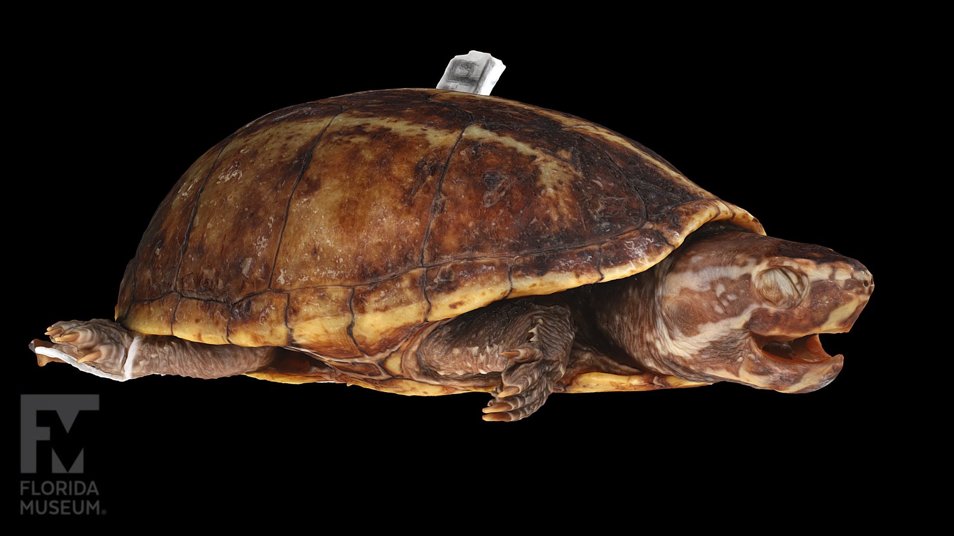 Striped mud turtle, Kinosternidae - 3D model by FloridaMuseum [b953bd9 ...