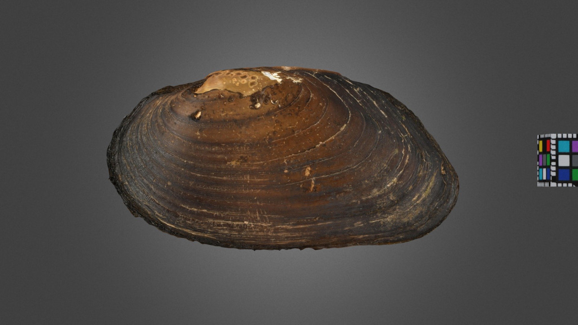 コガタカワシンジュガイ Freshwater Pearl Mussel