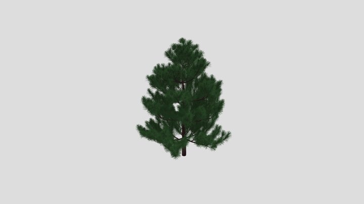 Small Pine Tree 3D Model