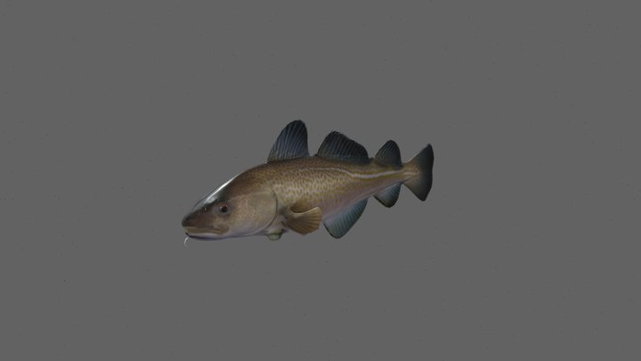 Atlantic codfish 3D Model