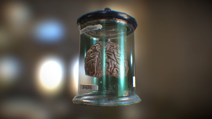 Brain in a Jar 3D Model