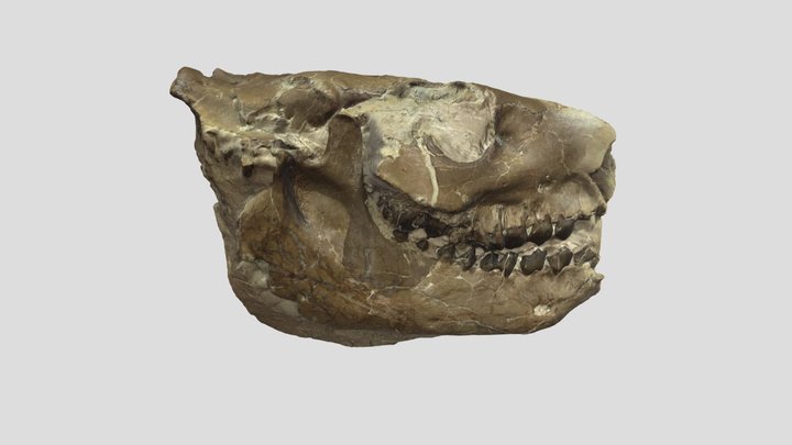 Oreodont Skull 3D Model