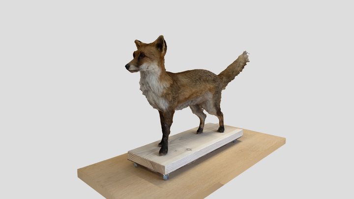 test scan of taxidermy fox 3D Model
