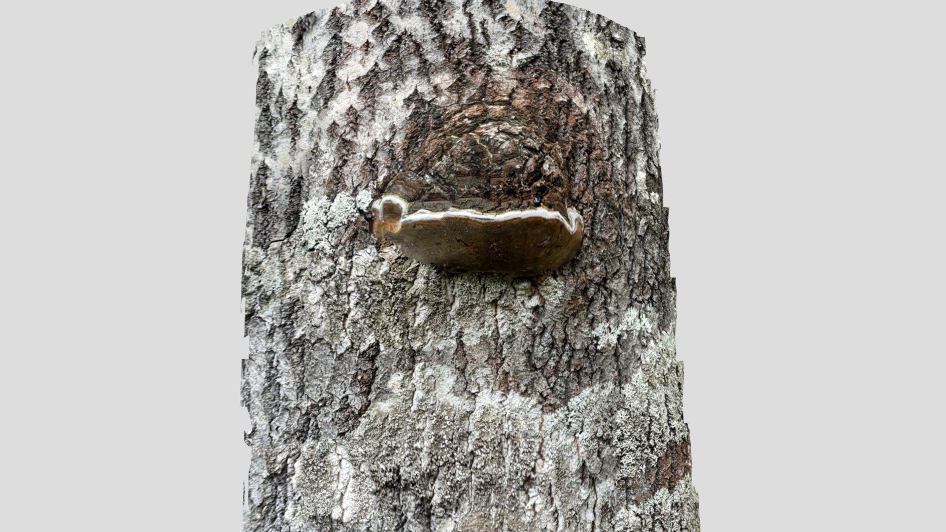 Haavankääpä (Phellinus tremulae)