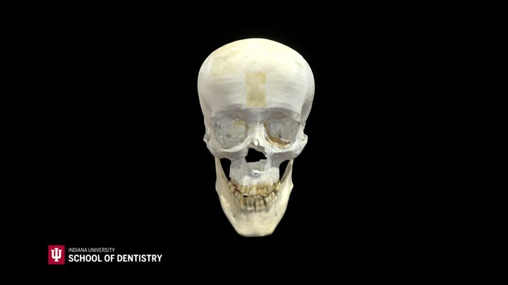 Skull 46 3D Model