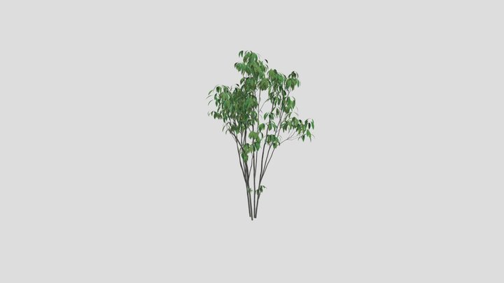 シラカシ　｜　shirakashi 3D Model