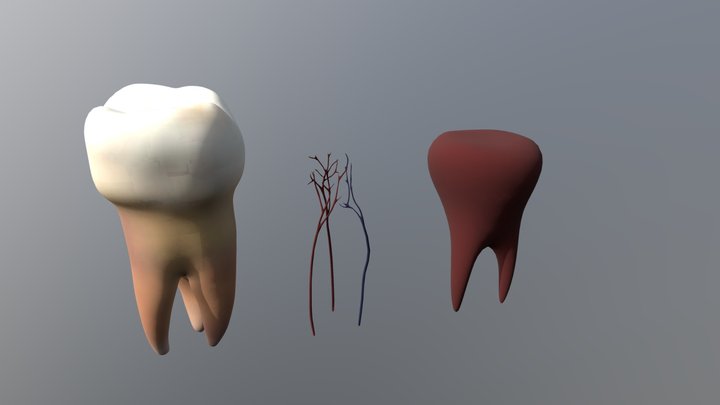 Low poly tooth with internal parts 3D Model